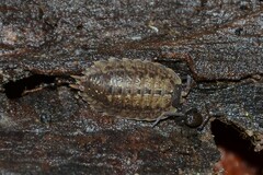 Porcellio monticola