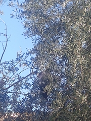 Columba palumbus palumbus