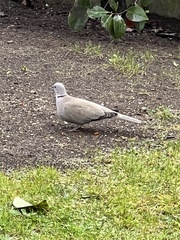 Streptopelia decaocto