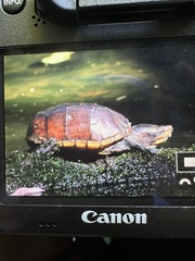 Kinosternon leucostomum