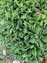 Limonium emarginatum