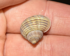 Tropidophora
