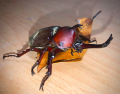 Trypoxylus dichotomus tsunobosonis