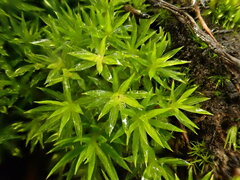 Polytrichum longisetum