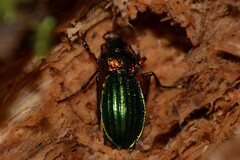 Carabus auronitens