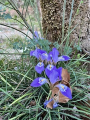 Iris unguicularis