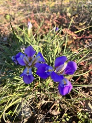 Iris unguicularis