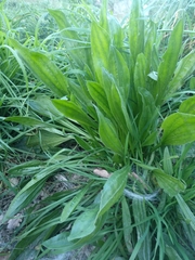 Plantago lanceolata