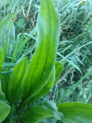 Plantago lanceolata