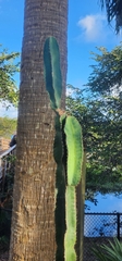 Cereus hexagonus