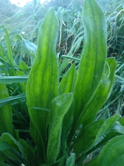 Plantago lanceolata