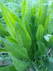 Plantago lanceolata