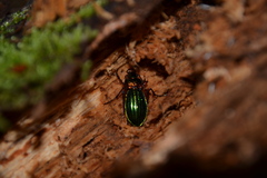 Carabus auronitens