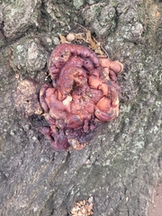 Ganoderma sessile