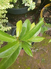 Annona muricata