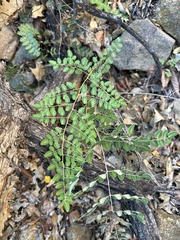 Pellaea intermedia