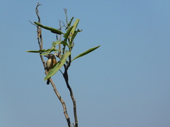 Polystictus pectoralis