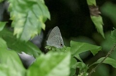 Catochrysops panormus exiguus