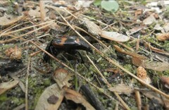 Nicrophorus sayi