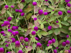 Gomphrena globosa