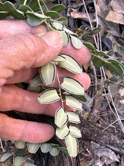 Pellaea intermedia
