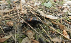 Nicrophorus sayi