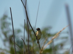 Polystictus pectoralis