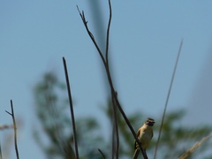 Polystictus pectoralis