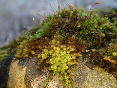 Campylophyllum halleri