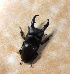 Serrognathus kyanrauensis