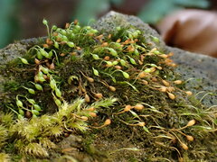 Blindiadelphus recurvatus