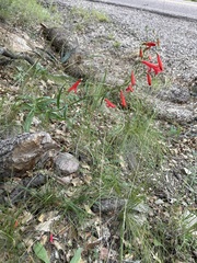Penstemon barbatus