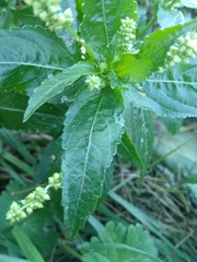 Mercurialis annua