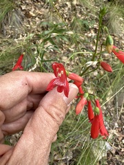 Penstemon barbatus
