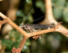 Aproaerema anthyllidella