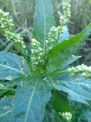 Mercurialis annua
