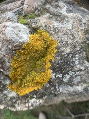 Xanthoria