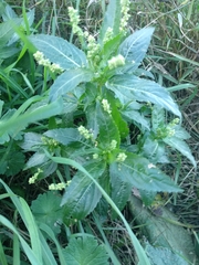 Mercurialis annua