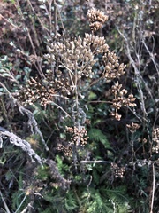 Achillea millefolium