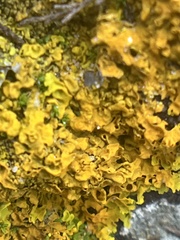 Xanthoria