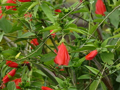 Malvaviscus arboreus