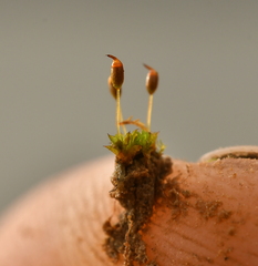 Microbryum davallianum
