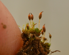 Microbryum davallianum