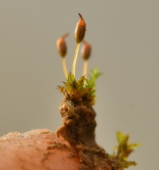Microbryum davallianum