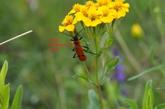 Chauliognathus togatus