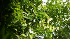 Pericrocotus cantonensis