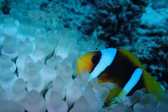 Amphiprion bicinctus