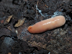 Arthurdendyus testaceus