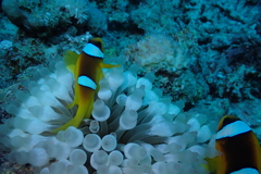 Amphiprion bicinctus