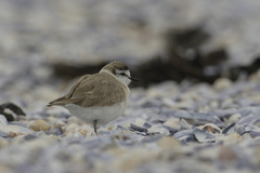 Charadrius marginatus marginatus